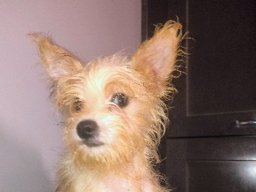 Yorkshire Terrier – Yorkie for sale – Arlington