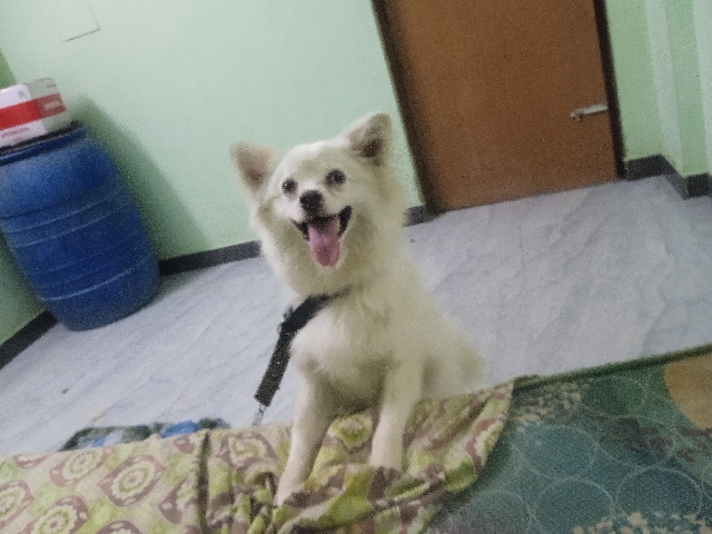 Pomeranian – pomerian puppy – Tiruppur