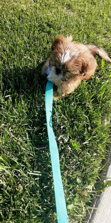Shih Tzu – shitzu puppy
