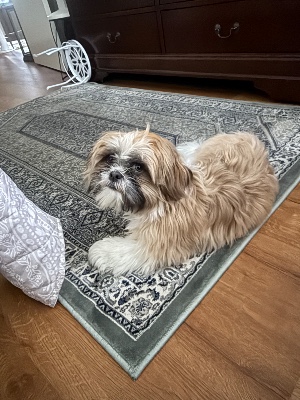 Shih Tzu – Shih tzu puppy to rehome – Winchester