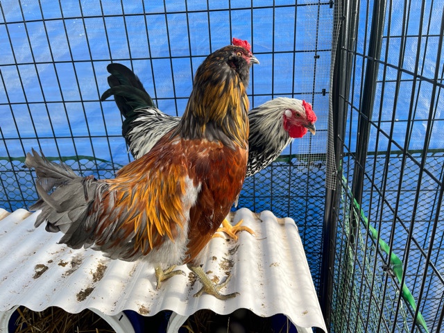 Two roosters