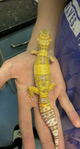 leopard gecko