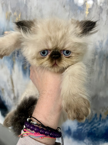 Persian (Modern) – Persian Cats