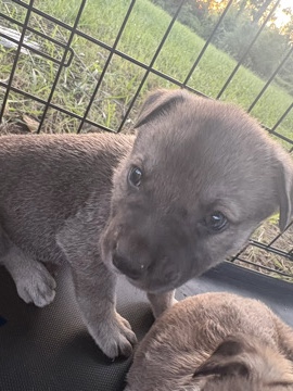 puppy – Oklahoma City