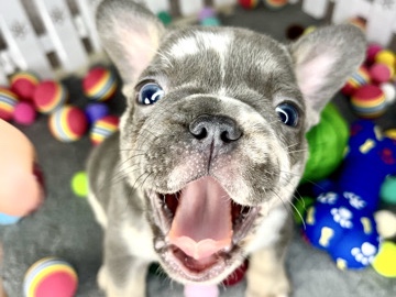 French Bulldog - French bulldog puppies  available for adoption in Житиште