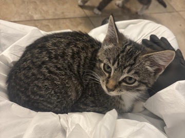American Shorthair – Looking for Home for 2 Rescue Kittens! – Somerset