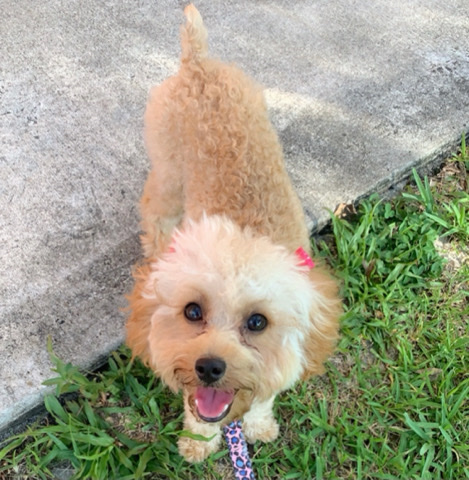 Cockatoo – cockapoo looking for new home