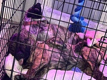 Mixed Breed – 2 Beautiful Coated 5 month old puppies – West Palm Beach