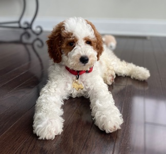 f1b mini goldendoodle