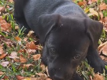 Labrador Retriever – free Labrador retriever – Balch Springs