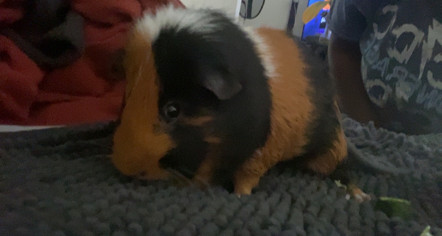 male Guinea pig with all supplies