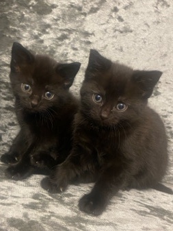 kittens