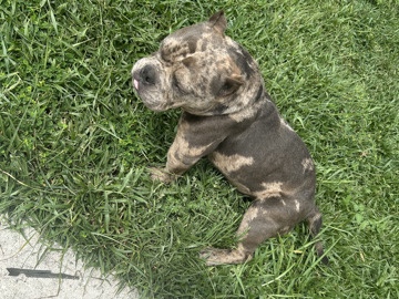 Bull Terrier (Miniature) – Micro bully – Lake Wales