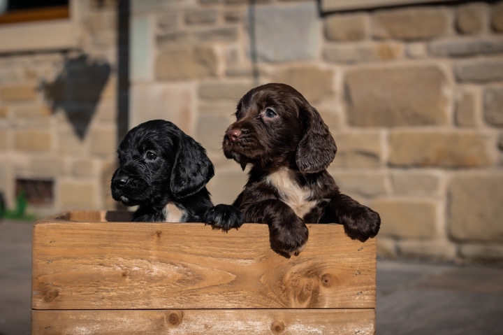 Sprocker Spaniel