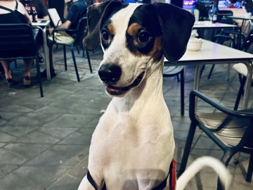 Ratonero Bodeguero Andaluz – Bodeguero en adopción