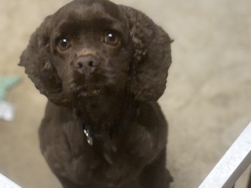 female chocolate cocker spaniel 