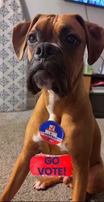 Boxer – Your new friend Tyson – Whiting