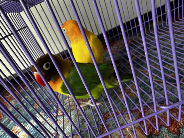 lovebirds and etc – San Francisco