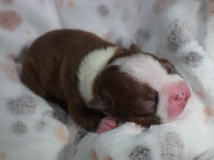 Boston Terrier – Girl Boston Terrier Puppy – Rocklin