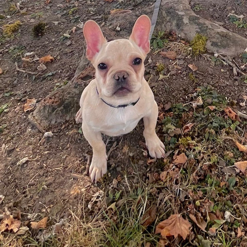French Bulldog – 6 month old Frenchie to rehome