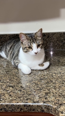 American Shorthair – Vinny