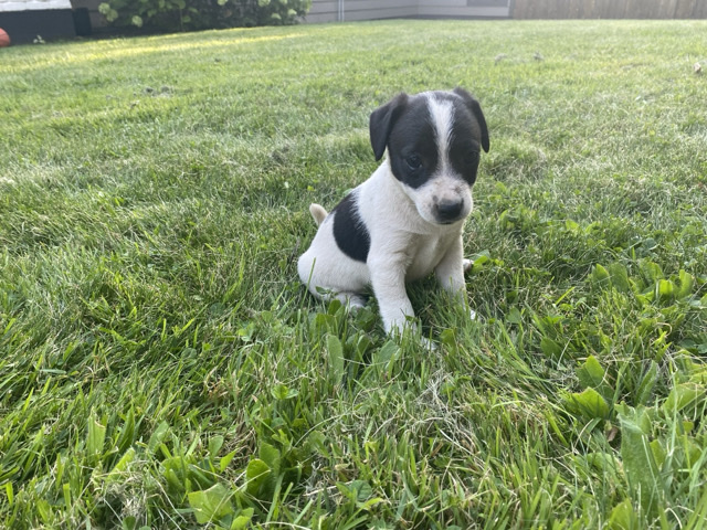 Jack Russel puppies 