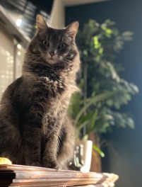 Oriental Longhair – 3 YO long hair cat *AMBRIE*