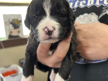 American Staffordshire Terrier – Lopsy