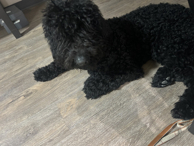 Goldendoodle – phantom Golden Dood – Arlington