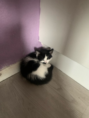 Ragdoll – black and white Ragdoll kitten