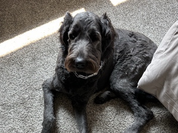 Newfoundland – Newfiedoodle – Rosholt