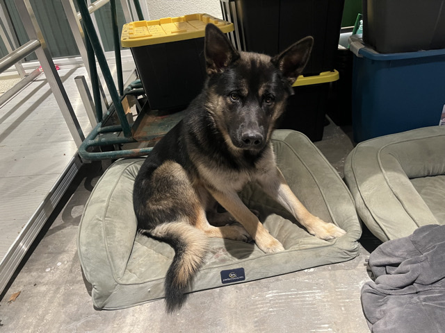 German Shepherd – free – Calimesa