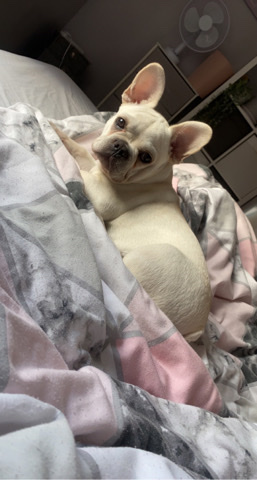French Bulldog – cream French bulldog