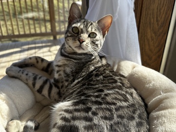 Bengal – Rehome Bengal Cat – Bettendorf