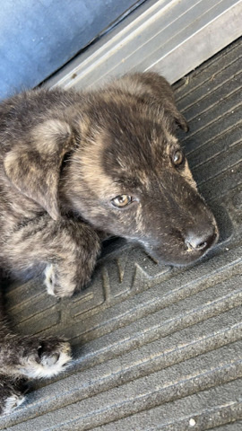 Karst Shepherd – rehome