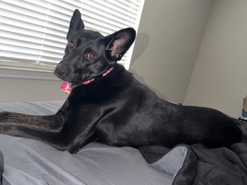 German Shepherd – Friendly German Shepherd Mix – 2 Years Old – Central – Central