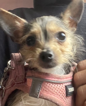 Chihuahua – Chihuahua/Yorkie for sale female