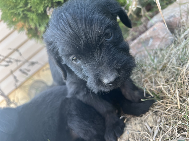 Mixed Breed – Cane corso/doodle mix – Marion