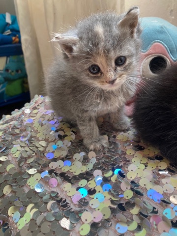 British Longhair – Pretty Kitty