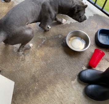 American Pit Bull Terrier – blue nose pit