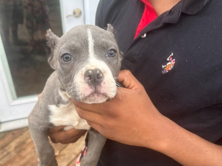 Bull Terrier (Miniature) – micro bully