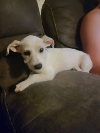 Chihuahua – Puppy Needs Forever Home
