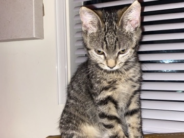 American Shorthair – kitten – Upper Marlboro