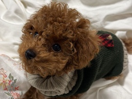 Poodle – Red poodle – Abu Dhabi