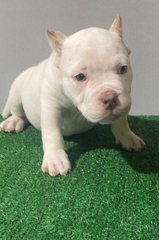 American Pit Bull Terrier – American bully pups