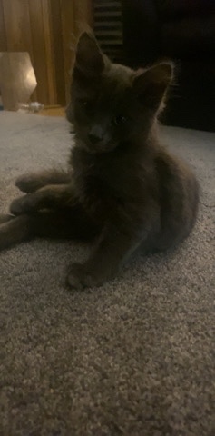 Maine Coon – main ****/ Siamese kitten for rehome