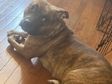 American Pit Bull Terrier – lovable girl – Cranston