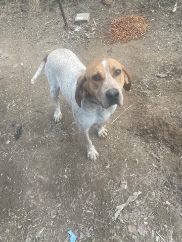 redtick coondog