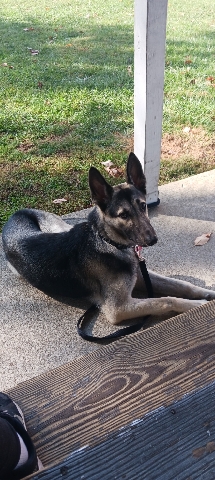 German Shepherd – German Shepherd (Spade)