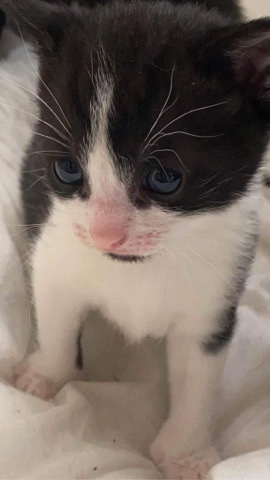 5 beautiful kittens